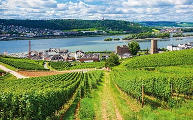 Vineyards in Rüdesheim, Germany